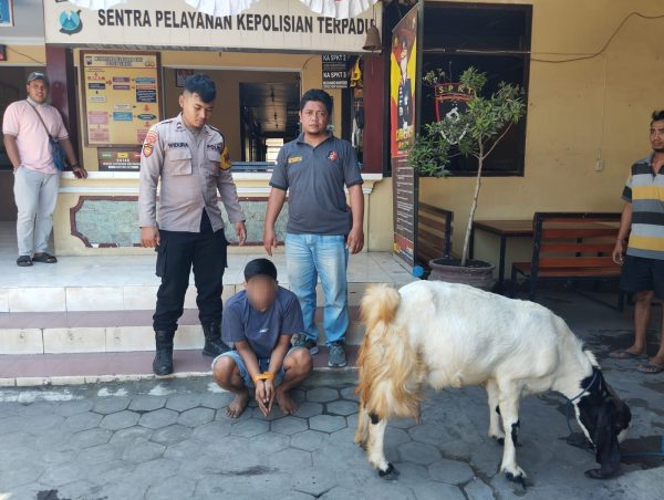 CCTV Bongkar Aksi Pencurian Kambing, Pelaku Berhasil Dibekuk Polisi