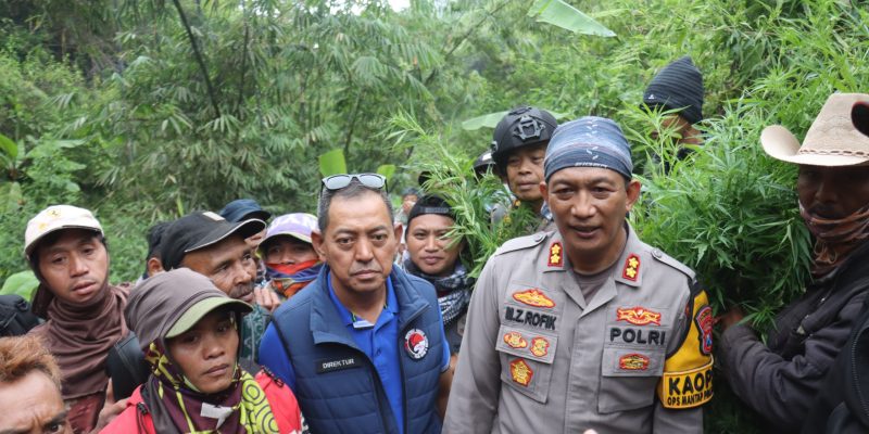 Polda Jatim dan Polres Lumajang Bongkar Ladang Ganja Raksasa di TNBTS, Ribuan Batang Diamankan
