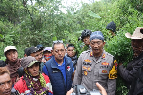 Polda Jatim dan Polres Lumajang Bongkar Ladang Ganja Raksasa di TNBTS, Ribuan Batang Diamankan