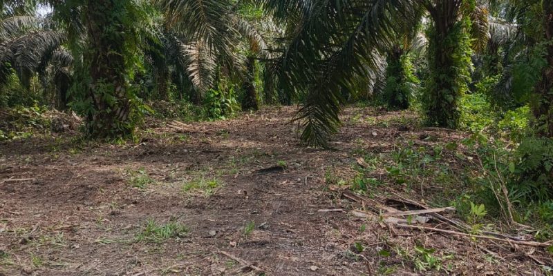 Oknum Kades Diamankan Terkait Dalang Pemortalan Lahan