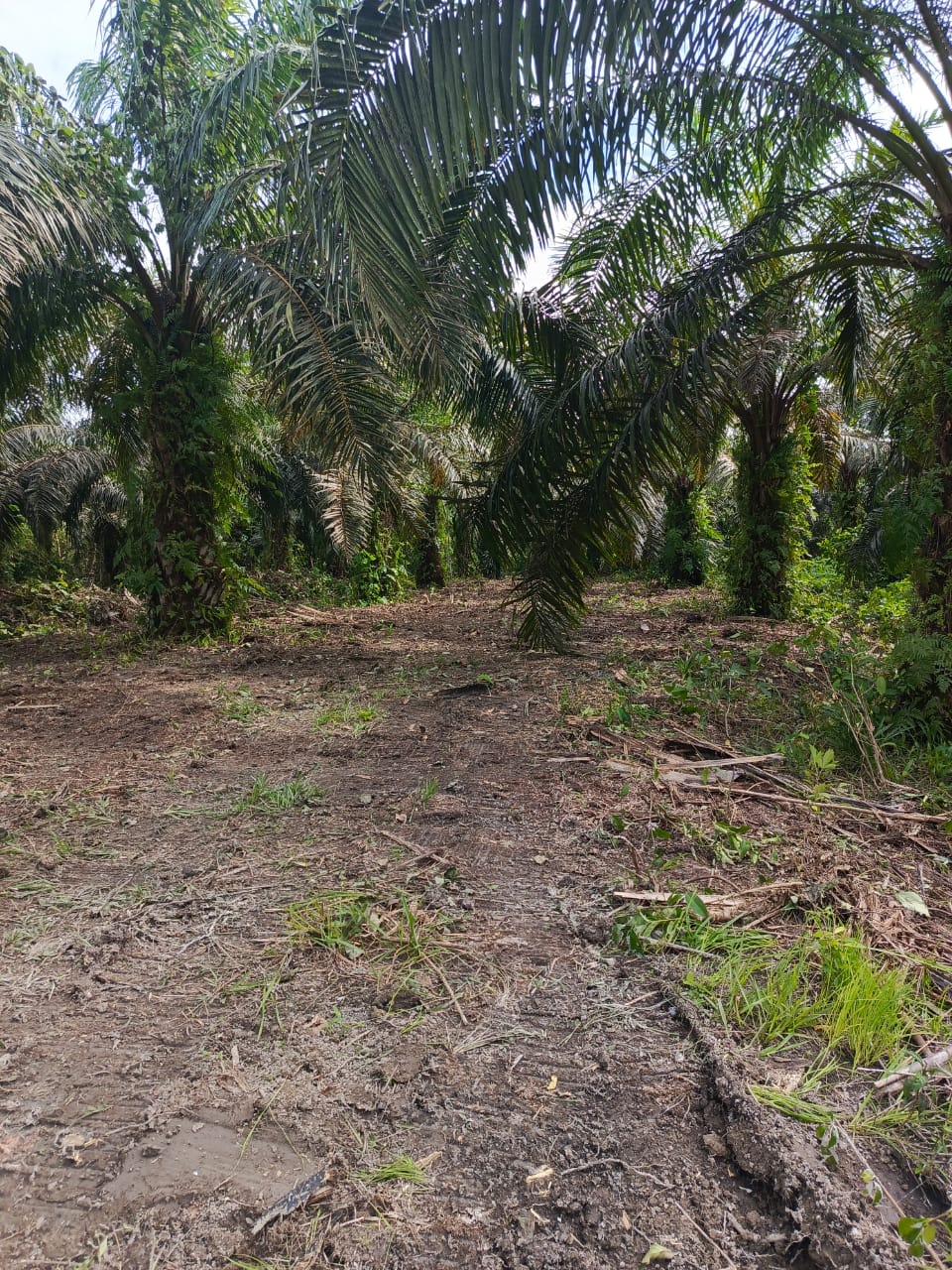 Oknum Kades Diamankan Terkait Dalang Pemortalan Lahan