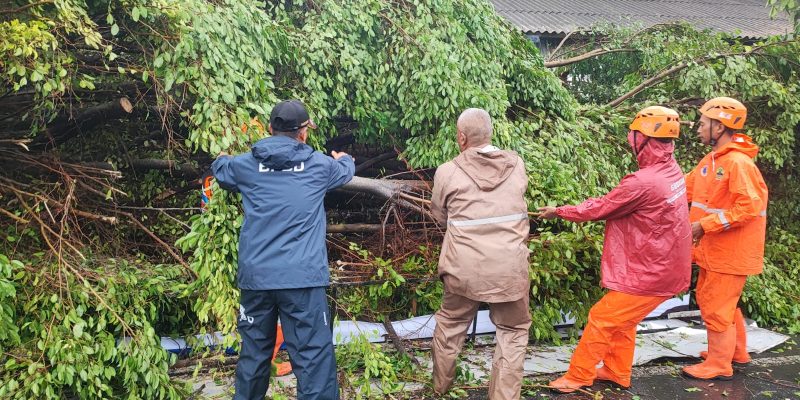 Pohon Beringin Tumbang, Timpa Layos Kios Pasar Karanganyar dan Sepeda Motor