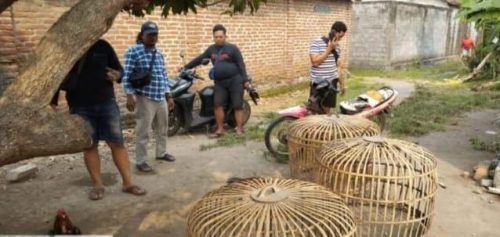Polres Nganjuk Gerebek Arena Perjudian Sabung Ayam di Desa Sonoageng
