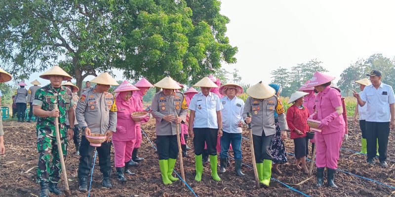 Program Ketahanan Pangan, Kapolres Pasuruan Tanam Bibit Jagung Bersama Gapoktan
