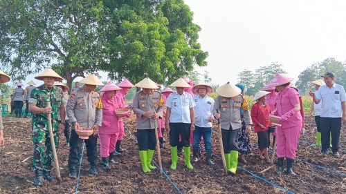 Program Ketahanan Pangan, Kapolres Pasuruan Tanam Bibit Jagung Bersama Gapoktan