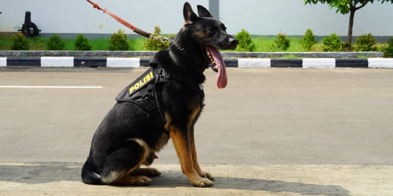 5 Anabul Andalan Pengungkap Kejahatan, dari Kasus Narkoba Hingga Lacak DPO