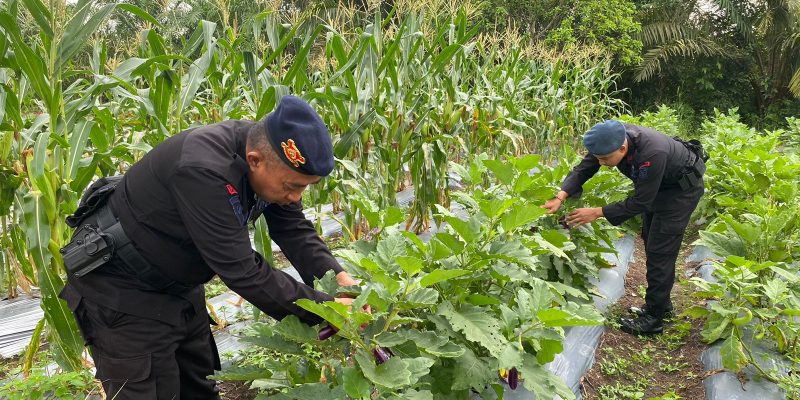 Dukung Asta Cita Presiden, Brimob Kalteng Panen Terong dan Lombok