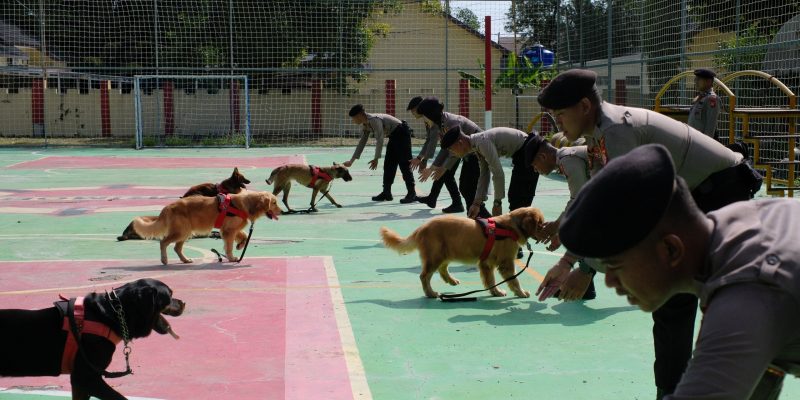 Unit K-9 Ditsamapta Polda Kalteng Latihan Ketangkasan Dan Pelacakan