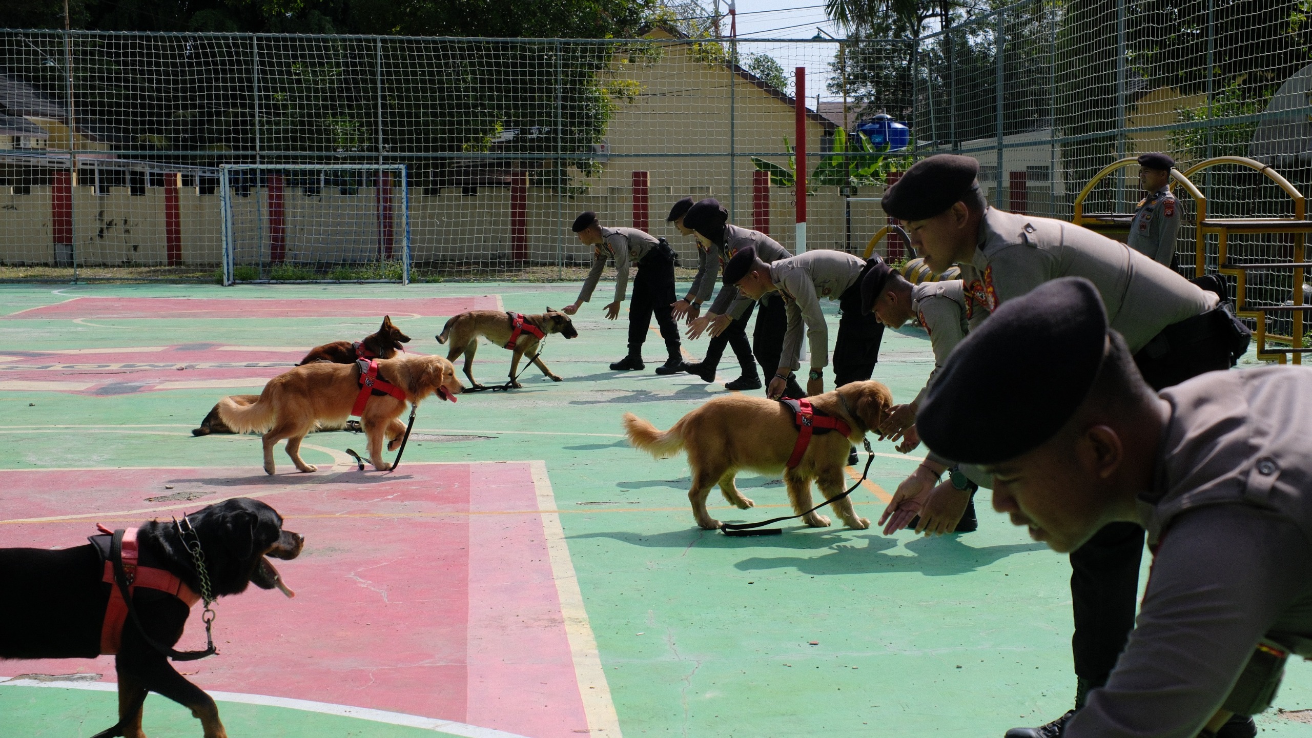 Unit K-9 Ditsamapta Polda Kalteng Latihan Ketangkasan Dan Pelacakan