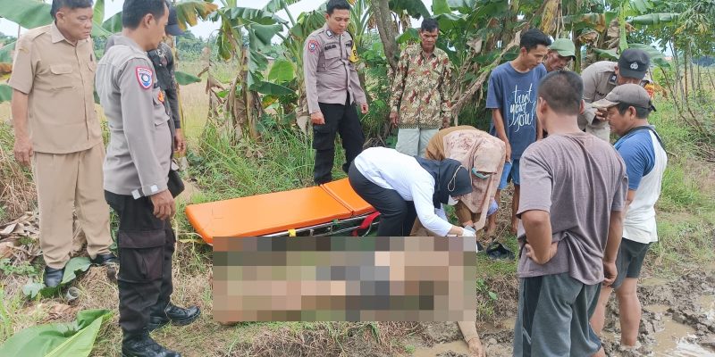 Sesosok Mayat Pria Ditemukan Di Area Persawahan Di Sragi Pekalongan