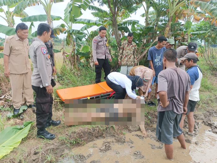 Sesosok Mayat Pria Ditemukan Di Area Persawahan Di Sragi Pekalongan