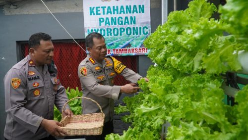 Bisa Panen Sayur Hidroponik di Polsek Tambaksari