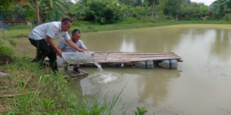 Kelurahan Dondong Kecamatan Bagor Laksanakan Sebar Beragam Bibit Ikan