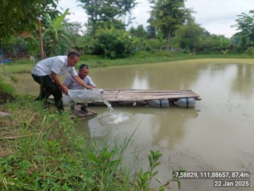 Kelurahan Dondong Kecamatan Bagor Laksanakan Sebar Beragam Bibit Ikan
