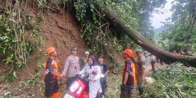Pohon Tumbang di Kandangserang Tutupi Jalan, Petugas Gabungan Lakukan Evakuasi