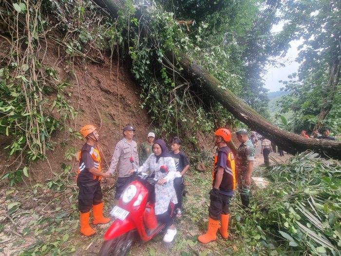 Pohon Tumbang di Kandangserang Tutupi Jalan, Petugas Gabungan Lakukan Evakuasi