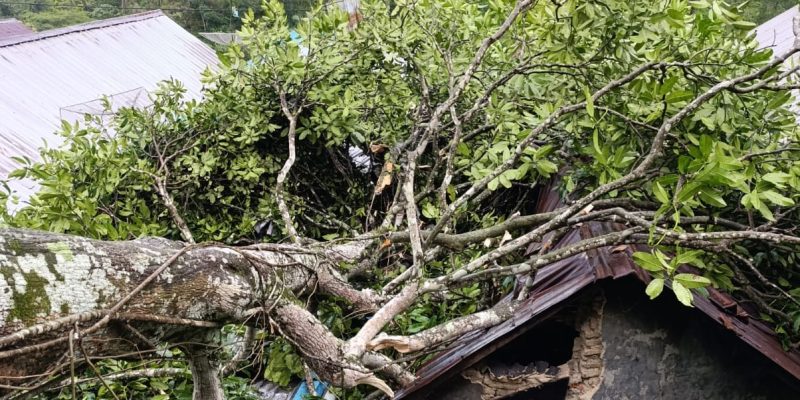 Pohon Tumbang di Lebakbarang Pekalongan Timpa Dua Rumah Warga