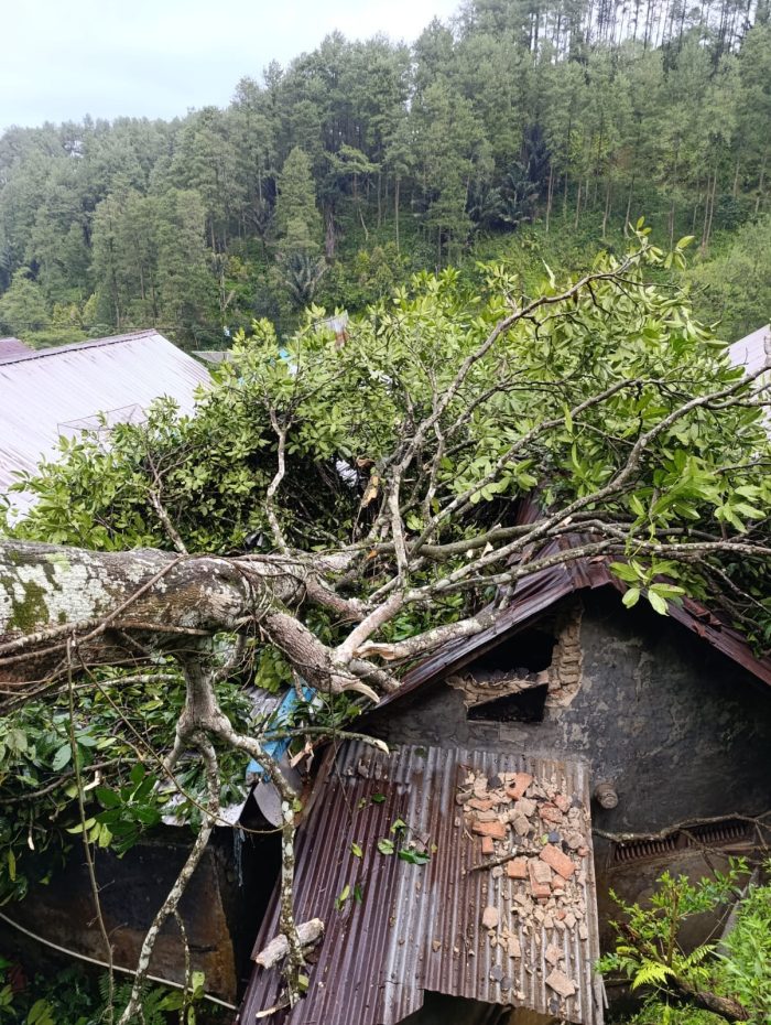 Pohon Tumbang di Lebakbarang Pekalongan Timpa Dua Rumah Warga