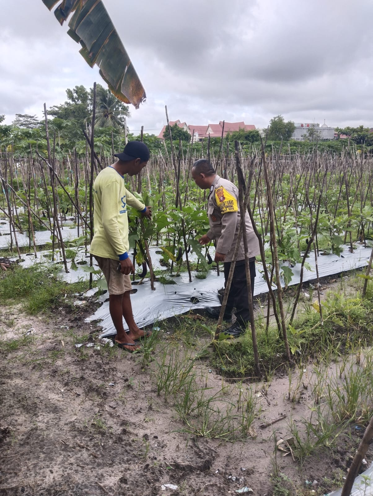 Sambangi Lahan Perkebunan, Bhabinkamtibmas Polresta Palangka Raya Beri Dukungan Swasembada Pangan