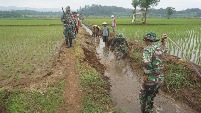 Koramil 12/Tulis Bantu Petani Basmi Hama Tikus