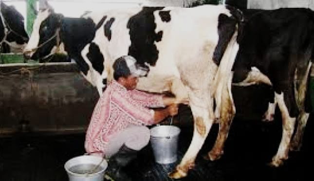 PMK Gak Ngaruh, Produksi dan Harga Susu Sapi di Kota Pekalongan Masih Aman