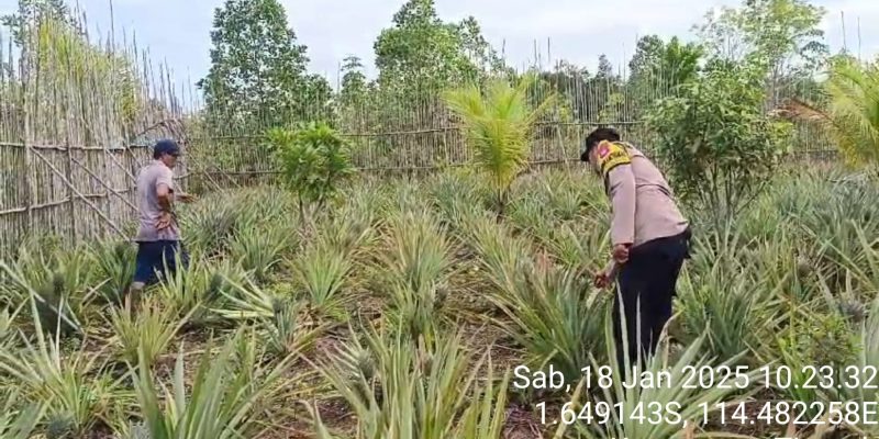 Polsek Timpah Melaksanakan Pengecekan Pemanfaatan Lahan Pekarangan Warga Desa Danau Pantau