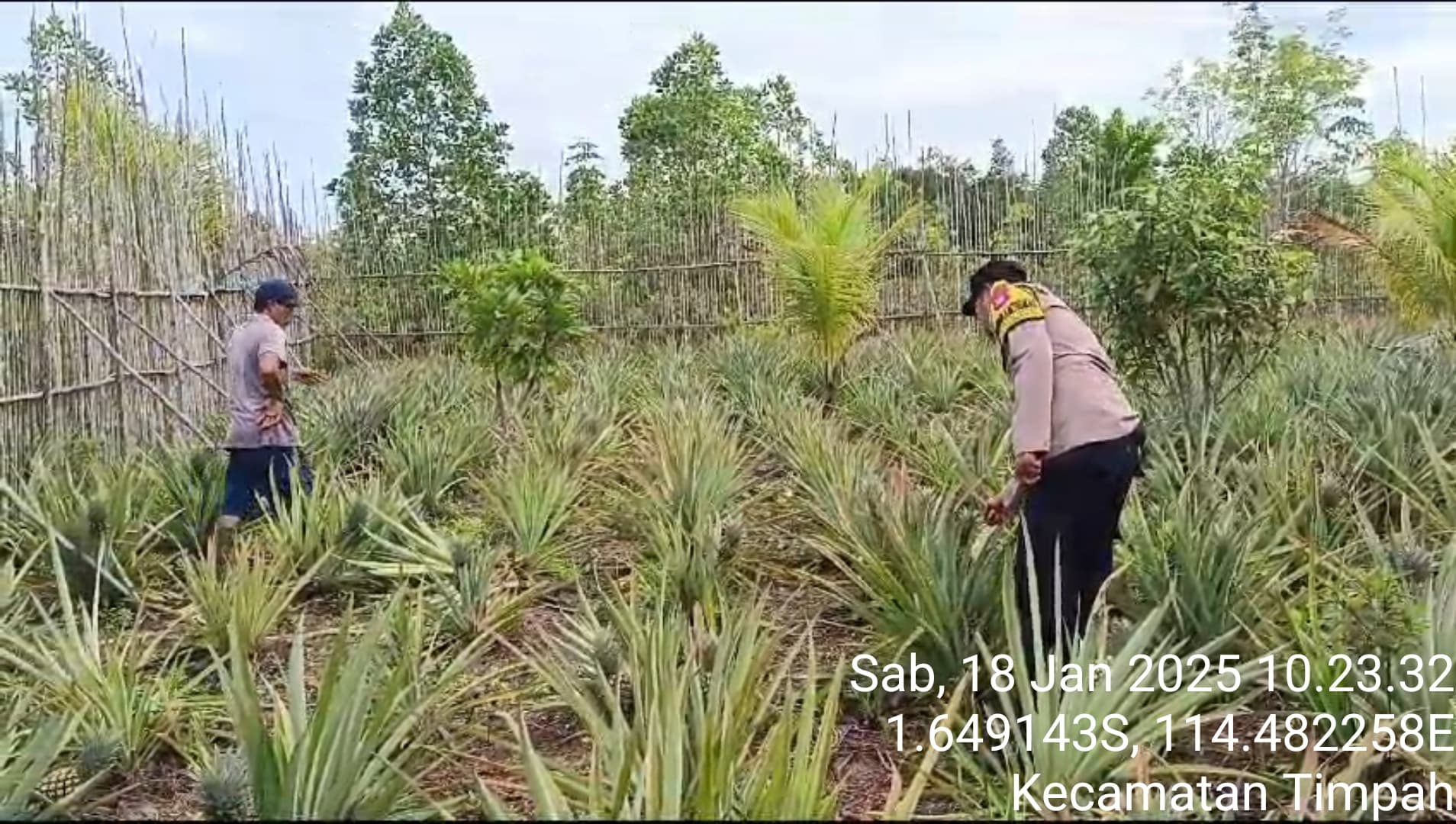 Polsek Timpah Melaksanakan Pengecekan Pemanfaatan Lahan Pekarangan Warga Desa Danau Pantau
