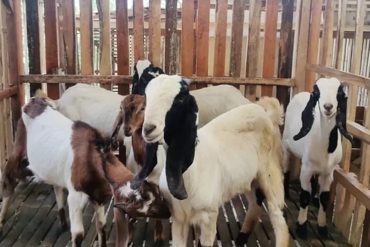 Hibah Aspirasi Kelompok Tani Desa Menjangan Tidak Transparan, Dugaan Aspirator potong 10%