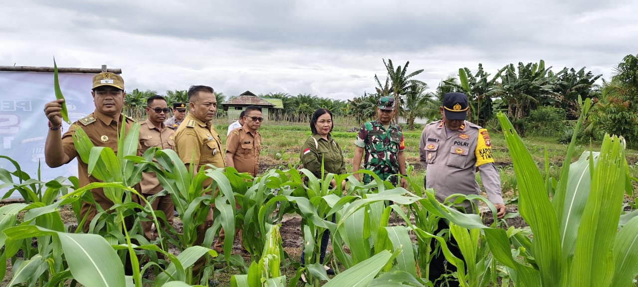 PERWAKILAN BALAI PENYULUH PERTANIAN KAPUAS TENGAH CEK PERKEMBANGAN JAGUNG KERJASAMA POLSEK TIMPAH DAN POKTAN DESA ARUK