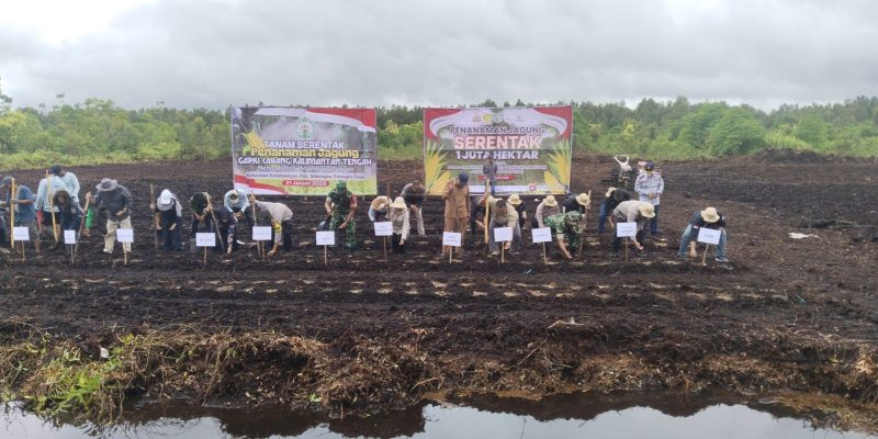 Bersinergi Kapolsek dan Forkopimca Sabangau Laksanakan Penanaman Jagung Serentak Sejuta Hektar