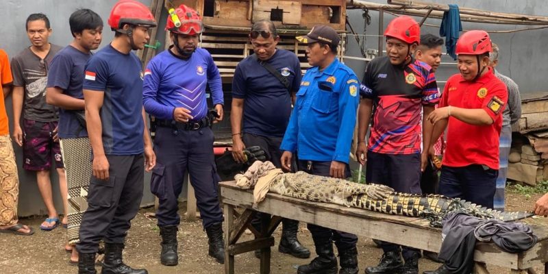 Seekor Buaya Muara Sepanjang 2 Meter Diamankan Damkarmat Satpol P3KP Kota Pekalongan