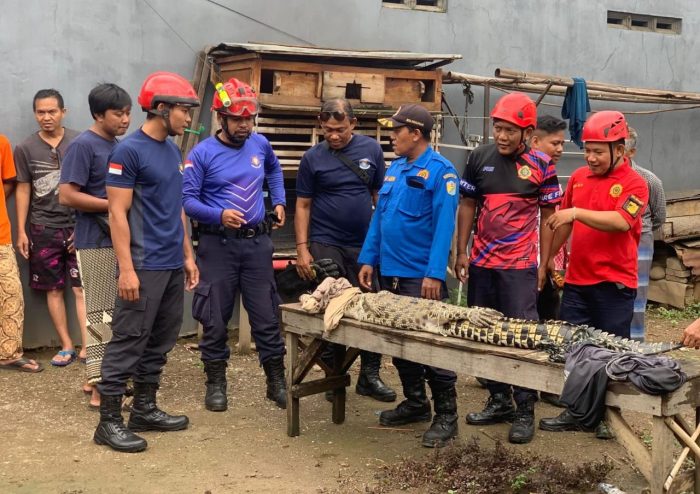 Seekor Buaya Muara Sepanjang 2 Meter Diamankan Damkarmat Satpol P3KP Kota Pekalongan