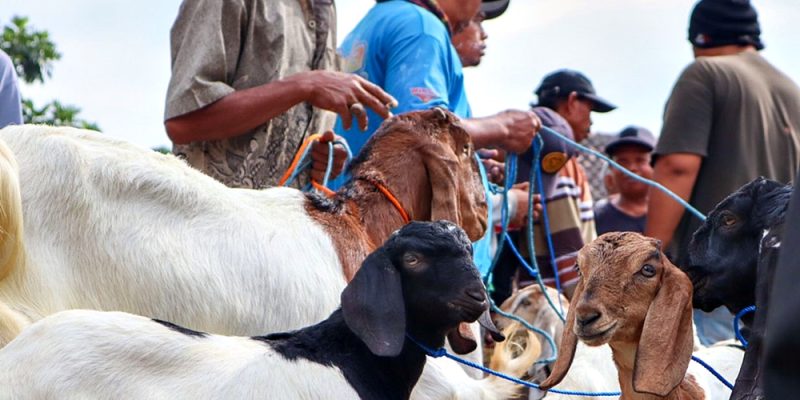 Sekdes Tutup Mata Atas Dugaan Penyimpangan Bantuan Ternak Kambing Desa Menjangan Kecamatan Bojong