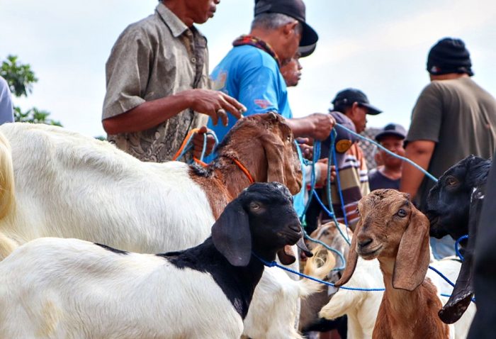 Sekdes Tutup Mata Atas Dugaan Penyimpangan Bantuan Ternak Kambing Desa Menjangan Kecamatan Bojong