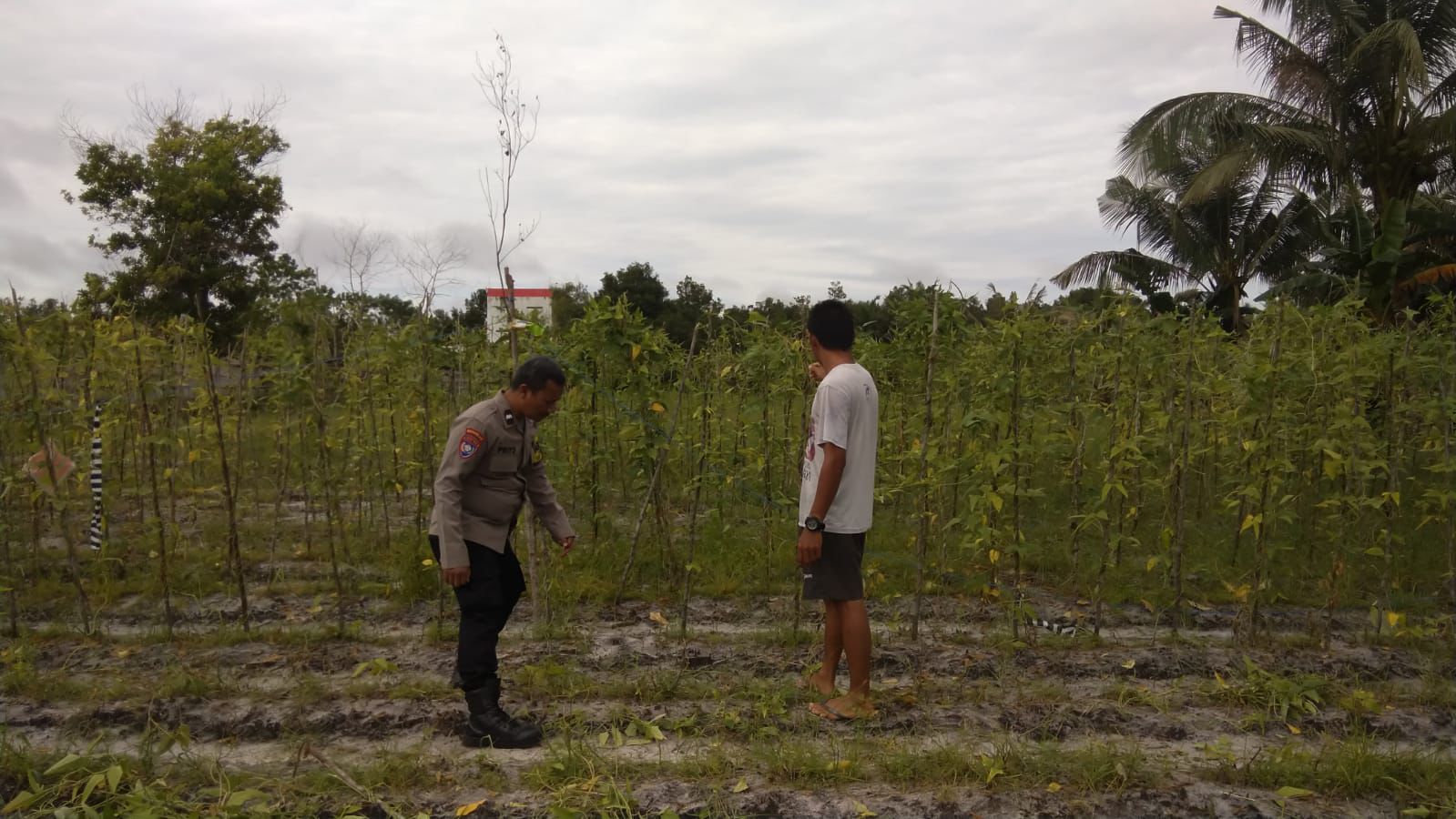 Di Pertanian Kelurahan Marang, Polsek Bukit Batu Sampaikan Program Asta Cita