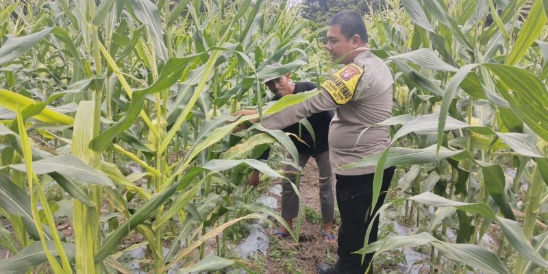 Dukung dan Sukseskan Ketahanan Pangan, Polsek Bukit Batu Beri Dukungan kepada Petani