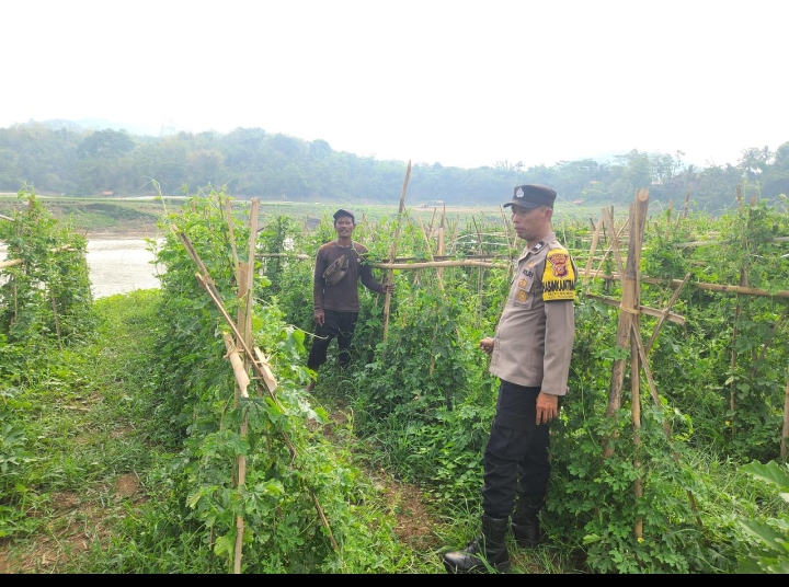 Komitmen Polri Dukung Progam Ketahanan Pangan Di Purwakarta, AKP Ali Murtadho Kapolsek Plered Memberikan Pemahaman terhadap Para Petani