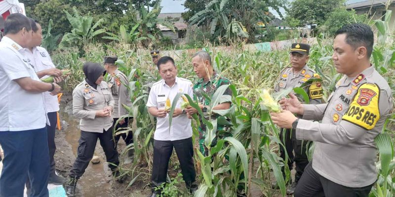 Kapolres Lubuklinggau AKBP Bobby Kusumawardhana di Dampingi Wawako Turut Hadir Pejabat Lainnya Dalam Rangka Panen Raya Mendukung Pemerintah Program Ketahanan Pangan