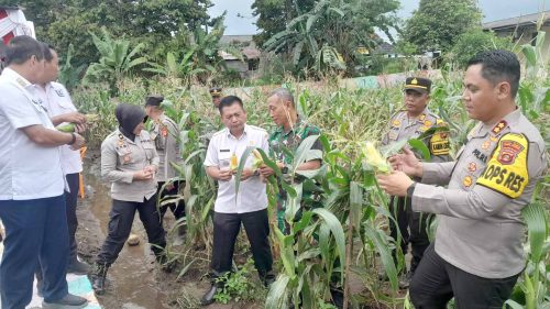 Kapolres Lubuklinggau AKBP Bobby Kusumawardhana di Dampingi Wawako Turut Hadir Pejabat Lainnya Dalam Rangka Panen Raya Mendukung Pemerintah Program Ketahanan Pangan
