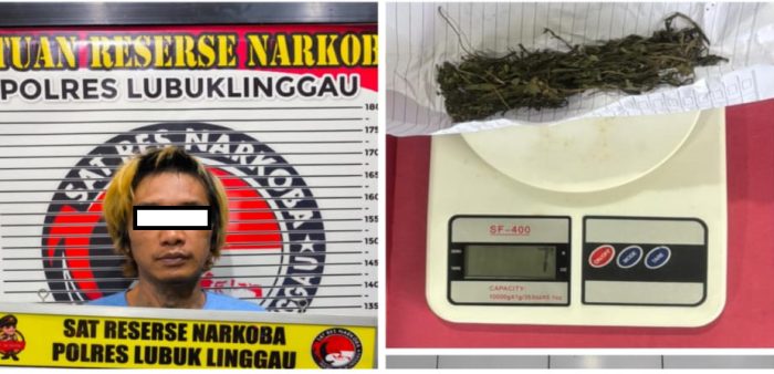 SatRes Narkoba Polres Lubuklinggau Mengamankan Pemuda Asal Jambi Gegara Kepemilikan Narkotika Jenis Ganja