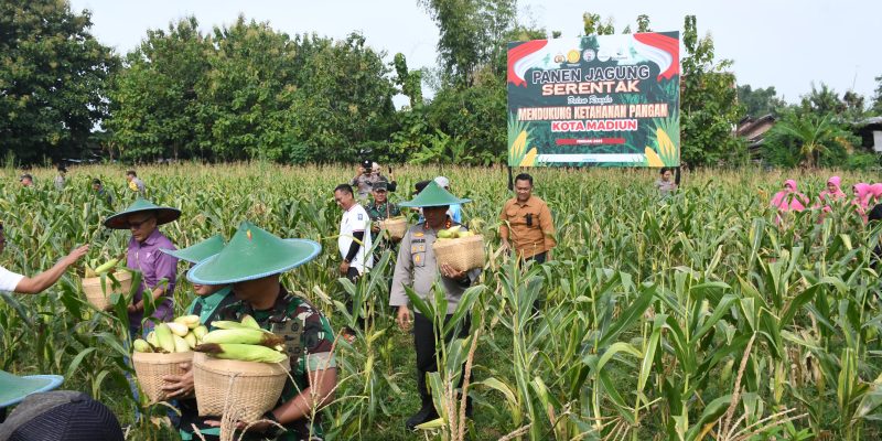 Polres Madiun Kota Panen Raya Jagung Untuk Dukung Ketahanan Pangan Nasional