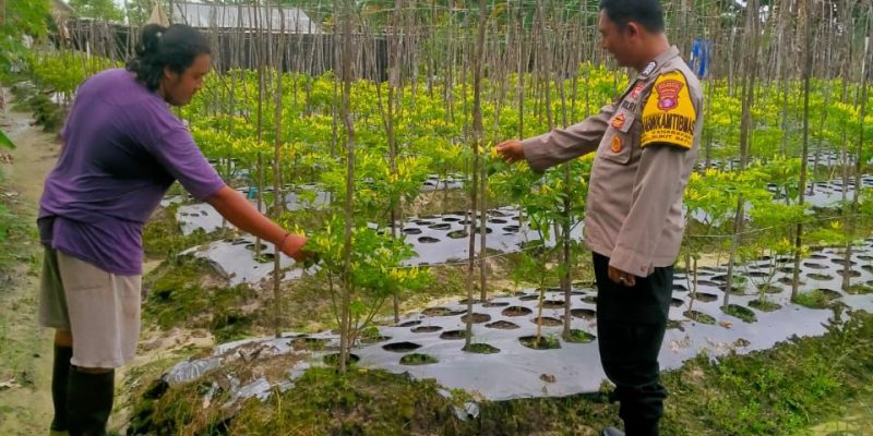 Dorong Ketahanan Pangan, Polsek Bukit Batu Kunjungi Warga Banturung