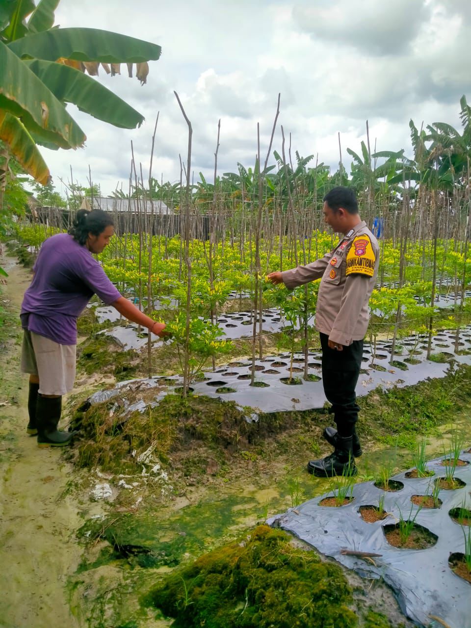 Dorong Ketahanan Pangan, Polsek Bukit Batu Kunjungi Warga Banturung
