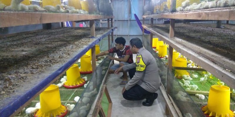 Di Kandang Ayam Pedaging, Polsek Bukit Batu Sosialisasikan Program Ketahanan Pangan