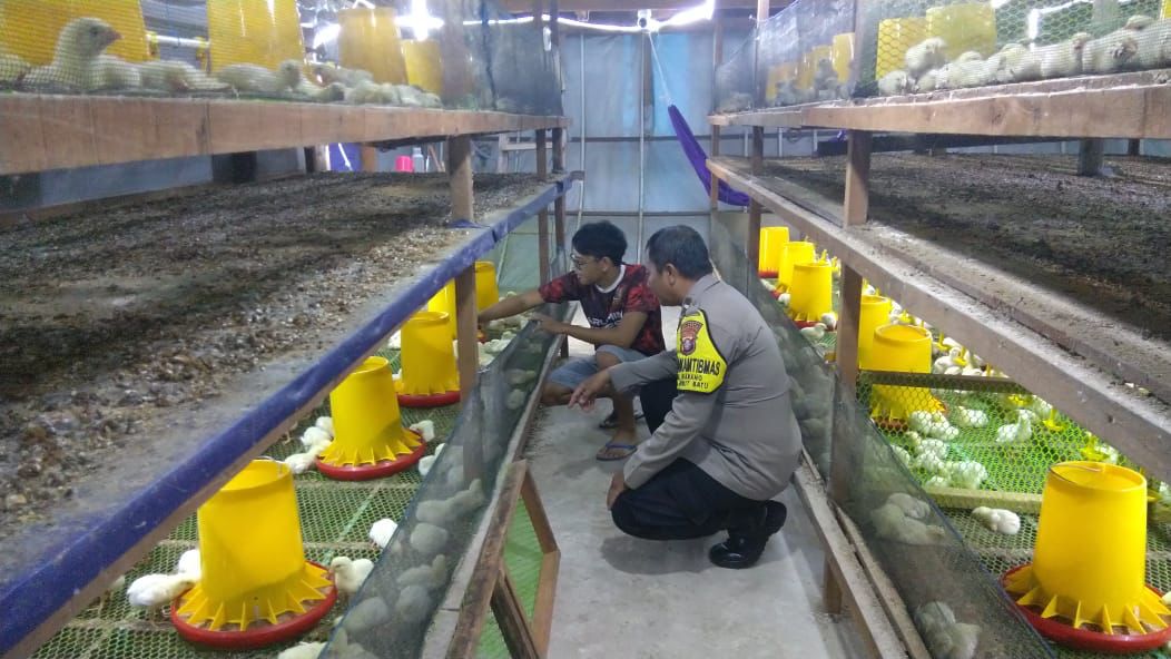 Di Kandang Ayam Pedaging, Polsek Bukit Batu Sosialisasikan Program Ketahanan Pangan