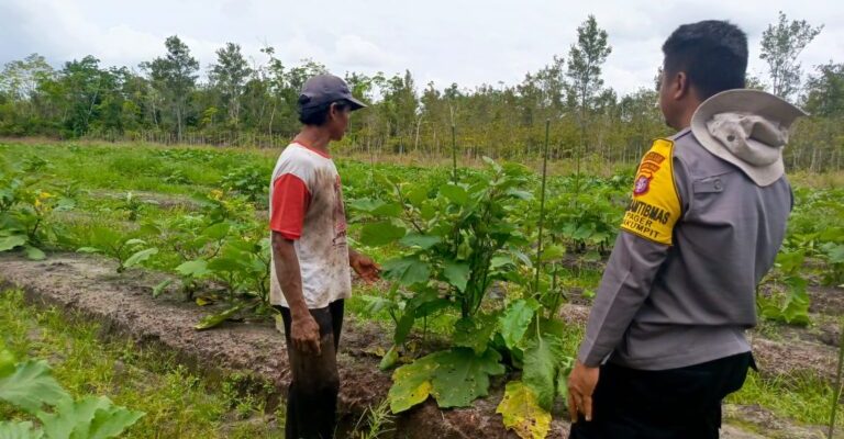 Polsek Sabangau Rangkul Petani Bayam untuk Dukung Ketahanan Pangan