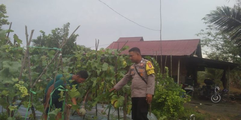 Dukung Ketahanan Pangan Warga, Anggota Polsek Bukit Batu Lakukan Pendampingan