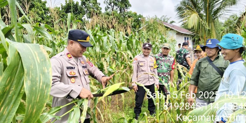 Wujud Nyata Dukung Astacita Presiden RI, Kapolsek Timpah Panen Perdana Jagung Pulut