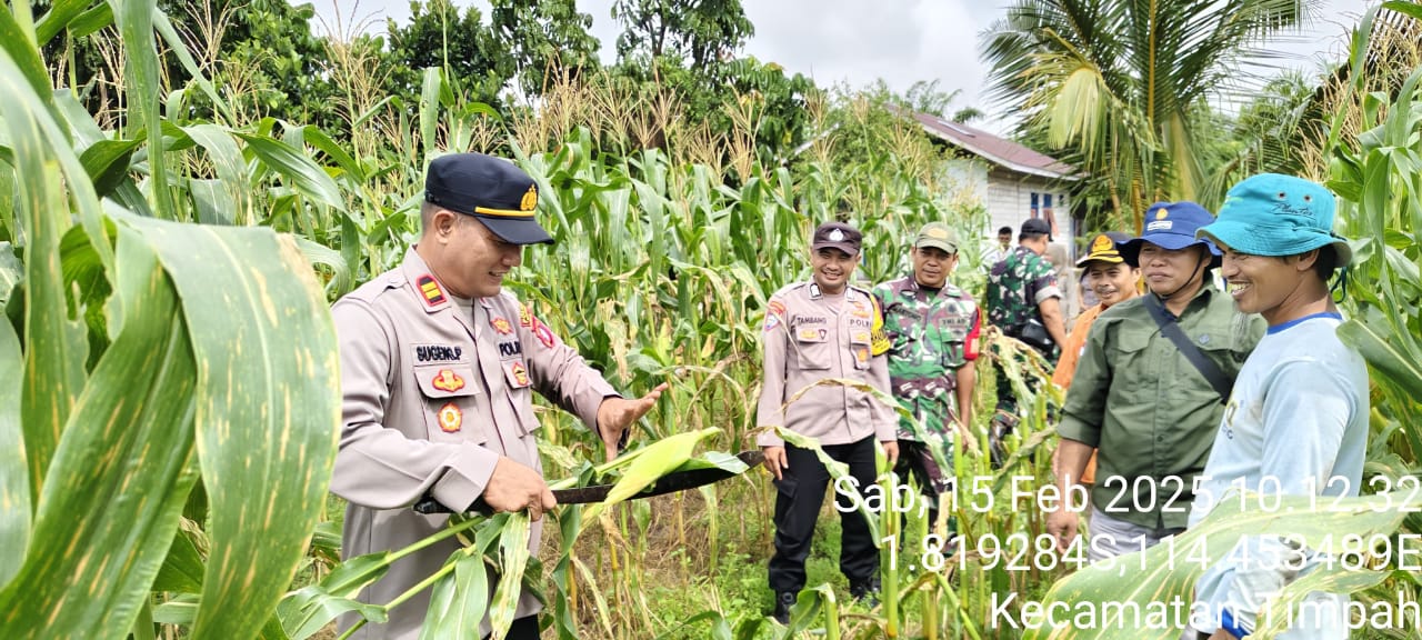 Wujud Nyata Dukung Astacita Presiden RI, Kapolsek Timpah Panen Perdana Jagung Pulut