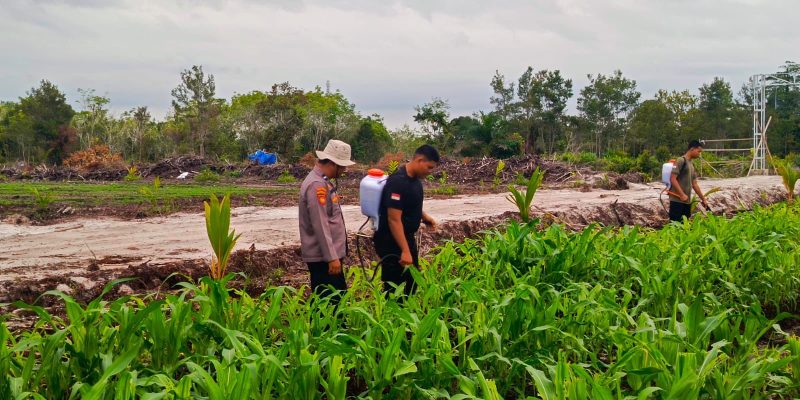 Sukseskan Program Ketahanan Pangan, Polsek Rakumpit Perhatikan Pertumbuhan Jagung di Kelurahan Pager